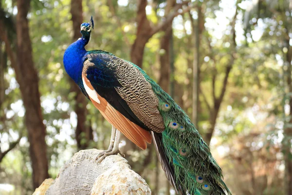 Chiudere Blue Peacock — Foto Stock