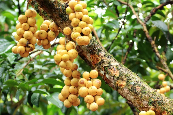 Longong на дереве — стоковое фото