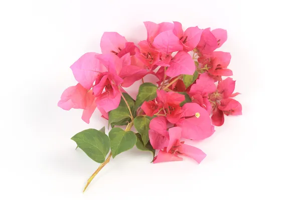 Pink bougainvillea — Stock Photo, Image