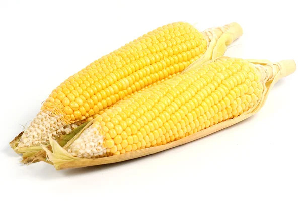 Färsk rå majs — Stockfoto
