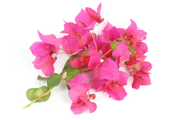 Chiudere Rosa Bougainvillea — Foto Stock