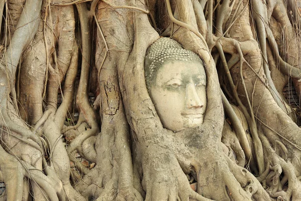 Boeddha hoofd in de hoofdmap van een boom — Stockfoto