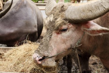  baffalo yeme kurutulmuş ot