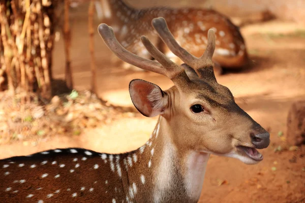 Female axis deer — Stock Photo, Image