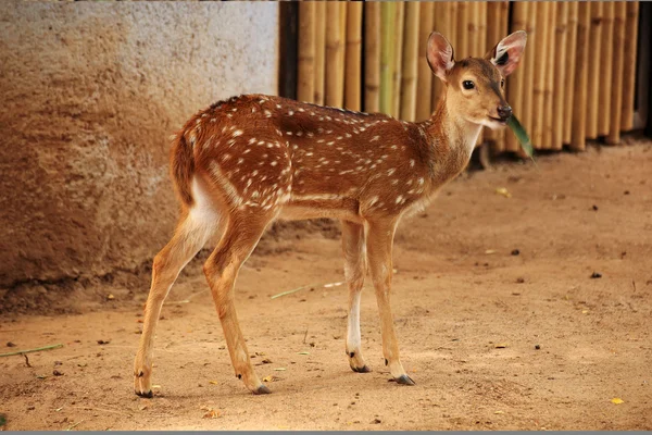 Female axis deer — Stock Photo, Image