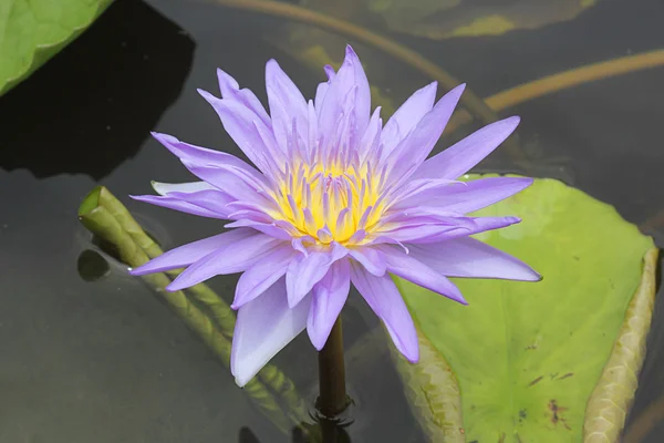 Tay lotus — Stok fotoğraf