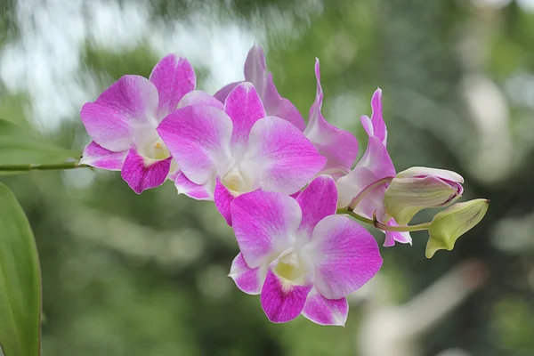 Purple and pink orchid — Stock Photo, Image