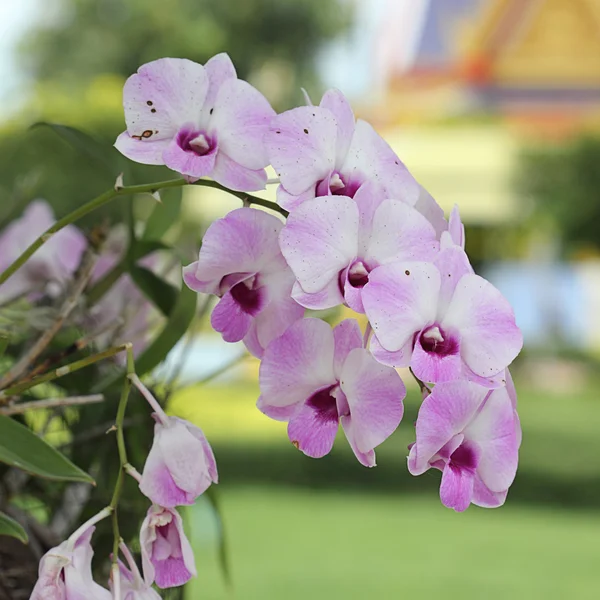 Фиолетовая и розовая орхидея — стоковое фото