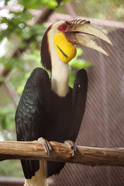 Wreathed Hornbill stand on the branch — Stock Photo, Image