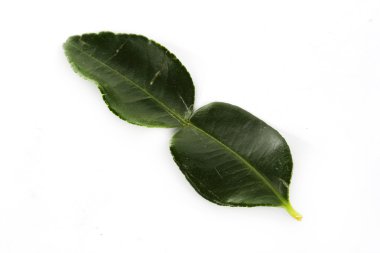 Kafir kireç yaprakları