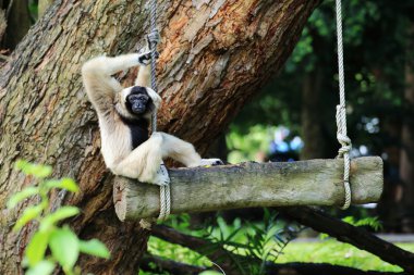 Hayvanat Bahçesi pileated gibbon 