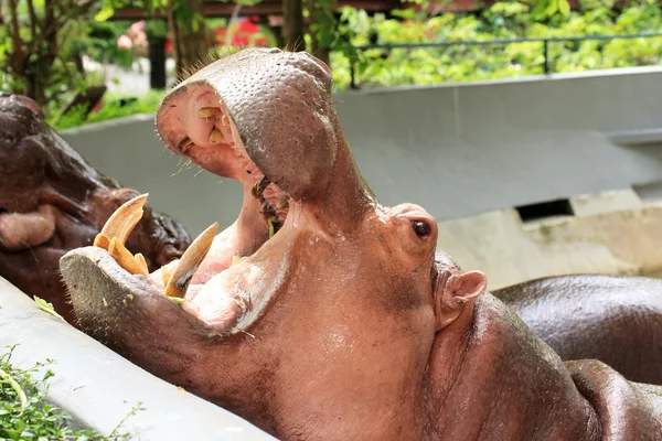 Hipopótamo abriendo el ratón — Foto de Stock