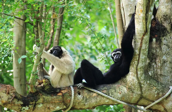 Långhårig gibbon i zoo — Stockfoto