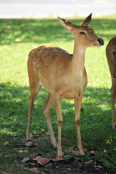 O veado Sika — Fotografia de Stock