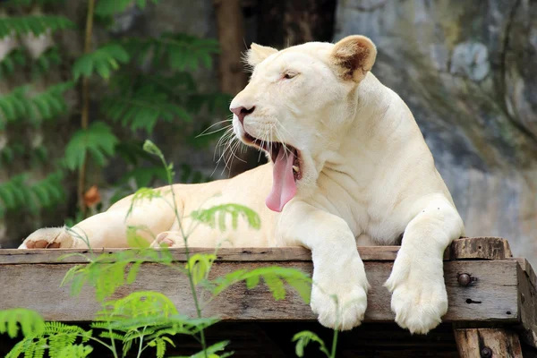 Biały lew — Zdjęcie stockowe