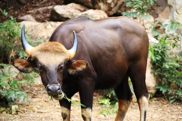 Gaur eating — Stock Photo, Image