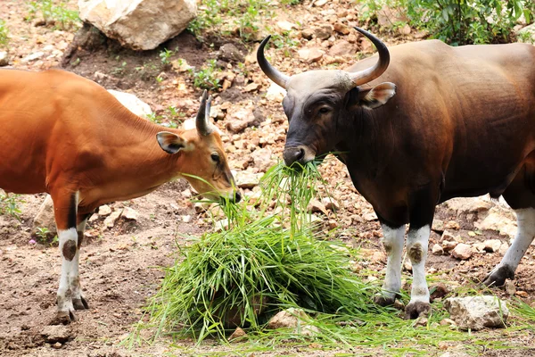 Two Wild Cattle eating grass — Stock Photo, Image