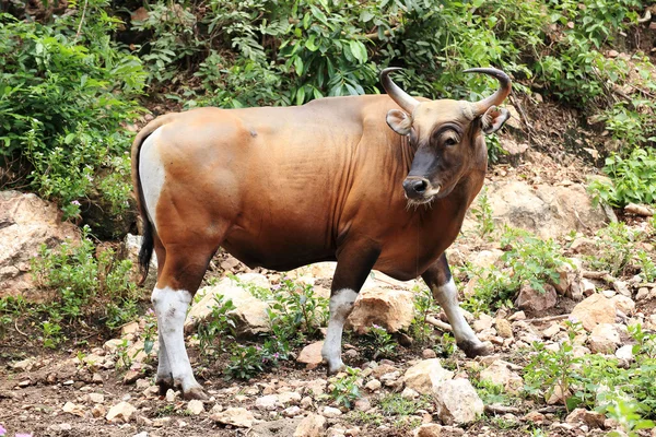 野生の牛 — ストック写真