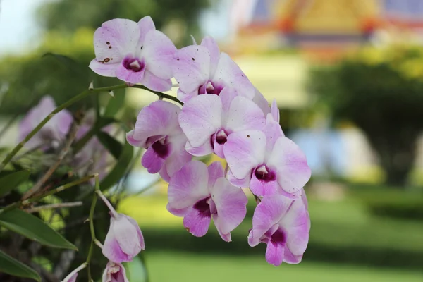 Purple and pink orchid — Stock Photo, Image