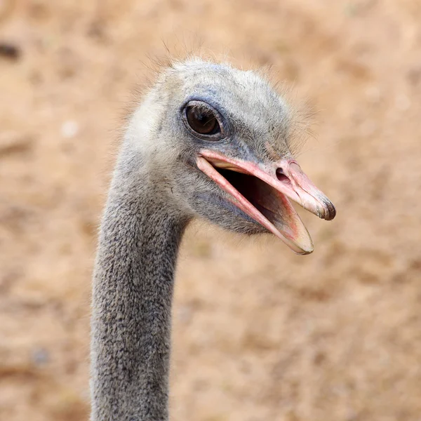 Struisvogel headshot — Stockfoto