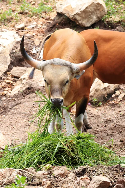 野生の牛が草を食べる — ストック写真