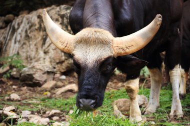 çim yeme gülbay kapatmak