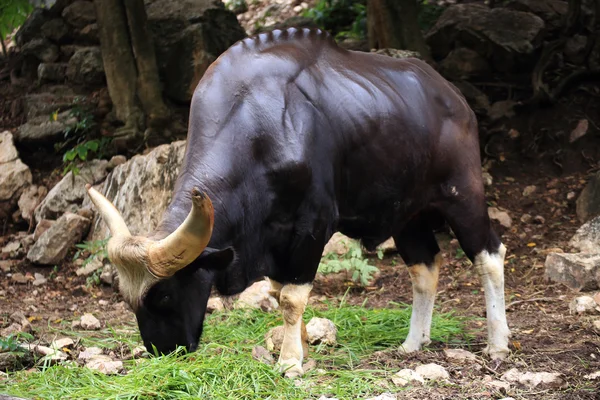 Gaur eating — Stock Photo, Image