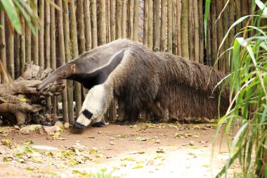 Dev karınca yiyen yürüyüş