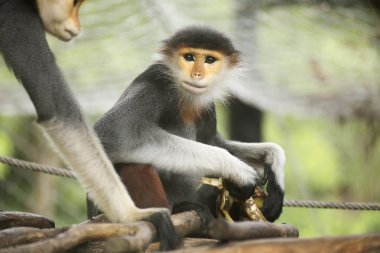 pygathrix nemaeus şirin 