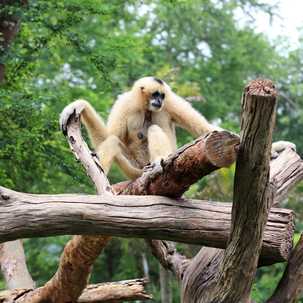 Gibbon à joues blanches ou Lar Gibbon — Photo