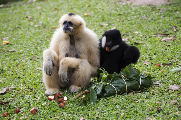 Yanaklı gibbon veya oturan lar jibon — Stok fotoğraf