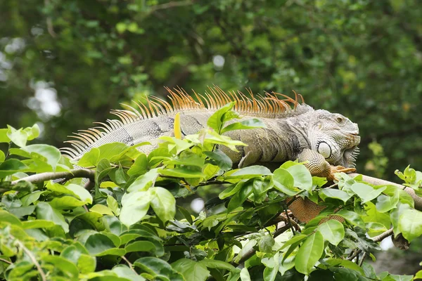 Iguana marrón de primer plano — Foto de Stock