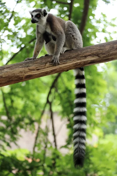 Ogoniasty lemur — Zdjęcie stockowe