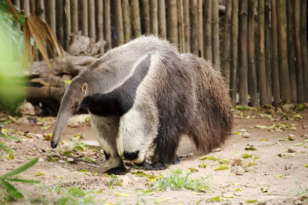 Giant ant eater promenader — Stockfoto