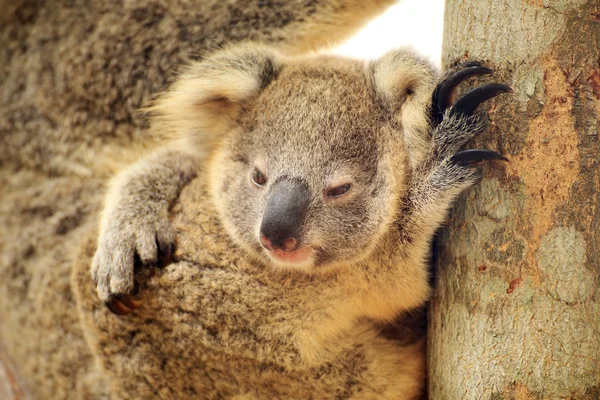 Ağaçtaki sevimli koala. — Stok fotoğraf