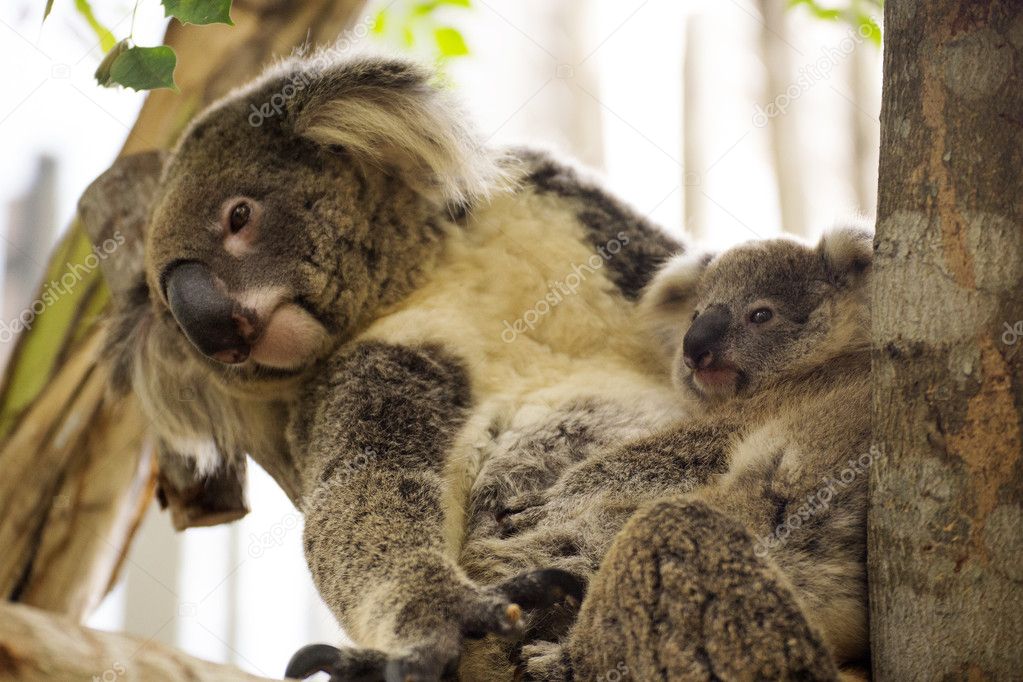 Koala bears sleeping