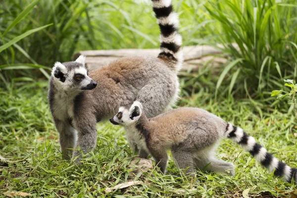 Iki ring-tailed Lemurlar — Stok fotoğraf