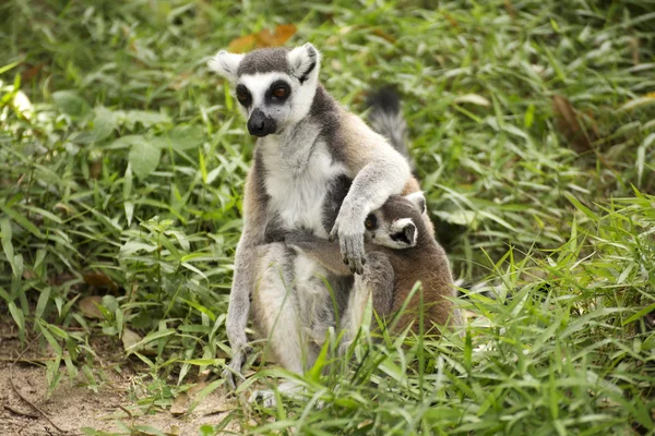 Två ring-tailed lemurer — Stockfoto