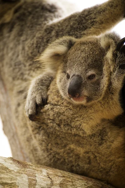 Närbild söt koala — Stockfoto