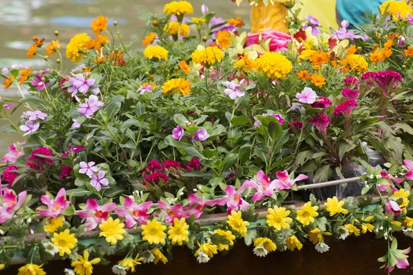 Colorful flower in watering cans — Stock Photo, Image