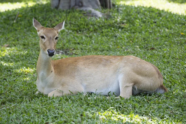 Cerf regardant et endormi — Photo