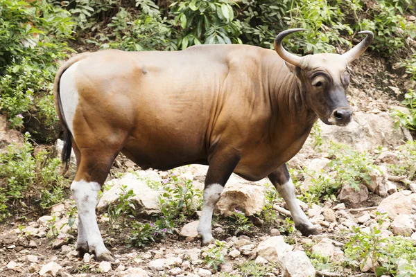 Wild Cattle — Stock Photo, Image