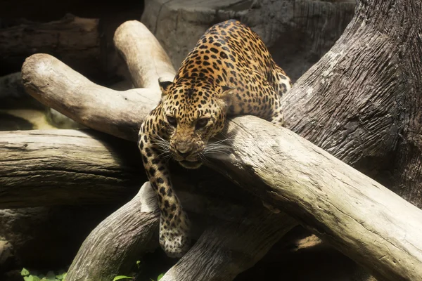 Close up Leopard — Stock Photo, Image