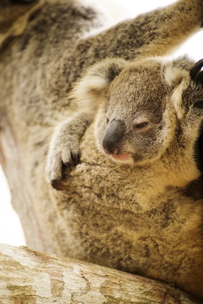 かわいいコアラを間近します。 — ストック写真