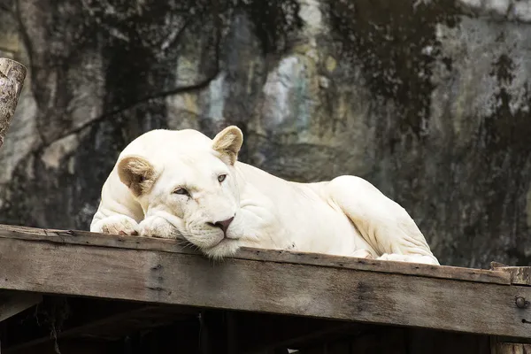 White lion asleep — Stock Photo, Image