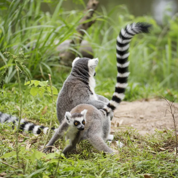 Ring-tailed Maki oturma — Stok fotoğraf