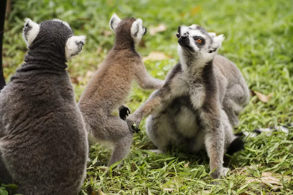 Tres lémures de cola anillada —  Fotos de Stock