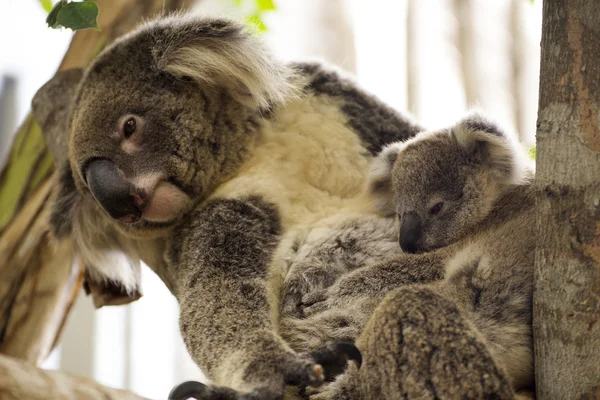 Koala bears sleeping — Stock Photo, Image