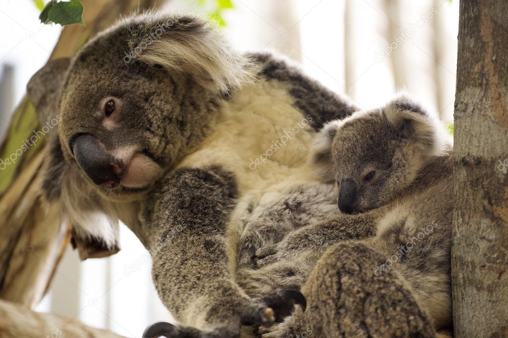 Koala bears sleeping 