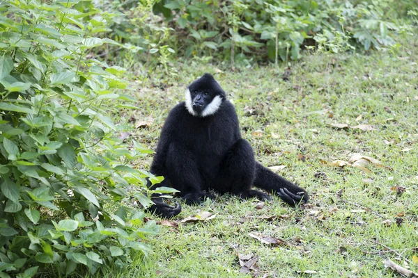 Black handed Gibbon — Stock Photo, Image